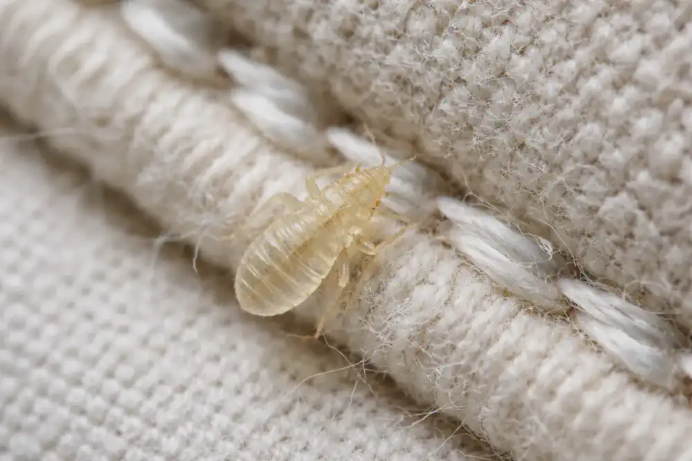 Translucent early-instar bed bug nymph shell on a mattress seam close-up