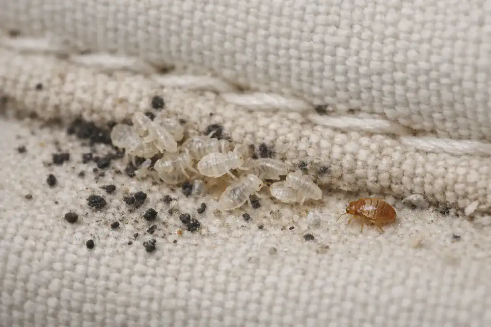 Bed bug nymph shed skins next to dark fecal spotting along a mattress seam