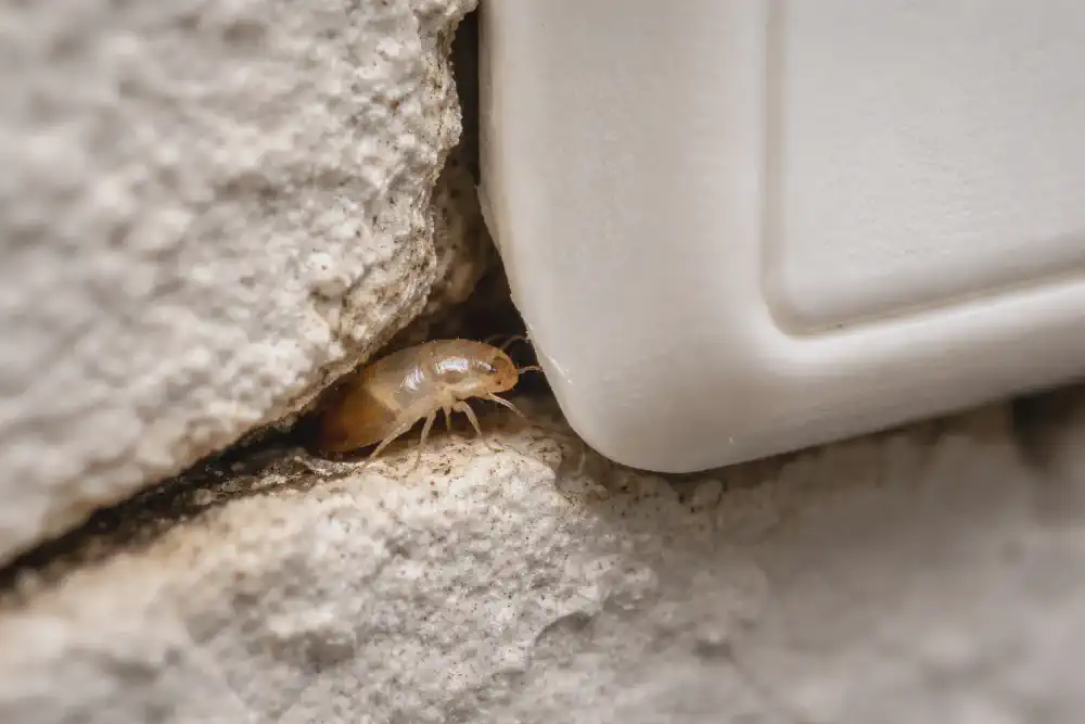 Tiny translucent bed bug nymph hiding in a wall crack behind an outlet cover