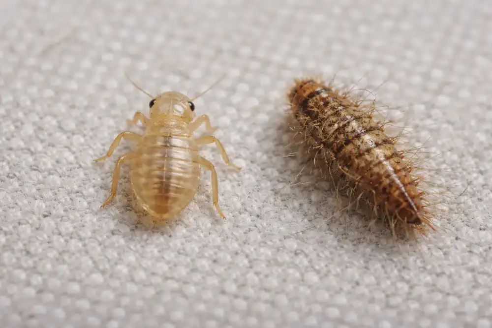 Bed bug nymph shell compared to fuzzy carpet beetle larval skin on fabric