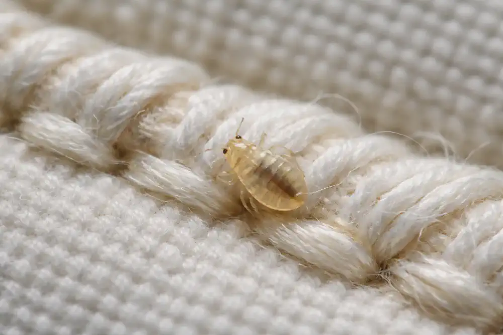 Tiny translucent baby bed bug nymph on a stitched mattress seam for scale