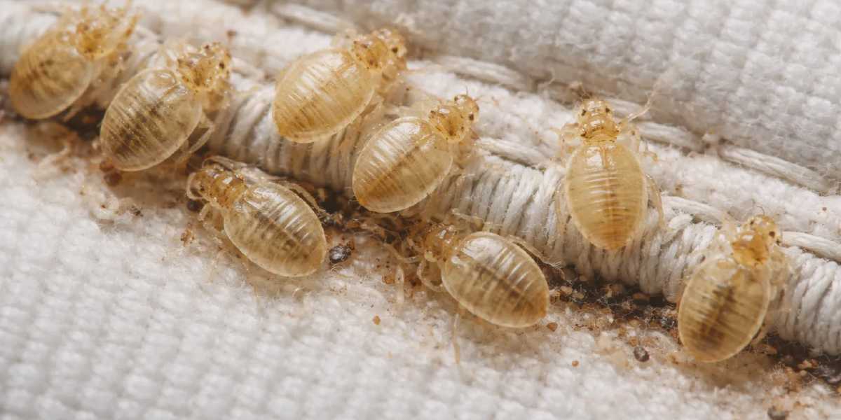 What Do Bed Bug Shells Look Like? Expert Identification + Free AI Analysis