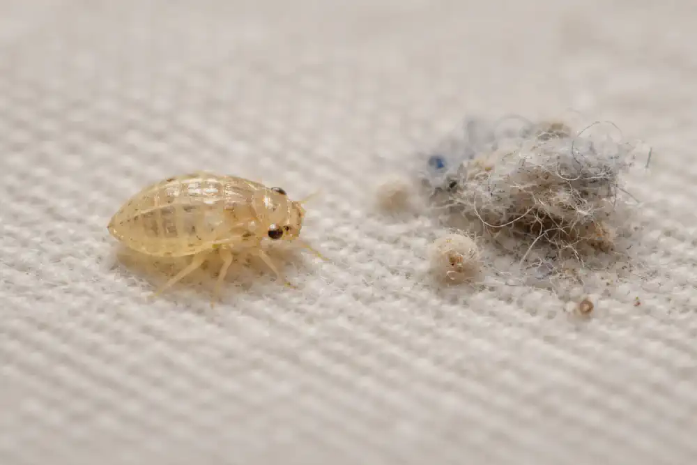 Bed bug shell beside lint and dust to show the clear insect outline difference