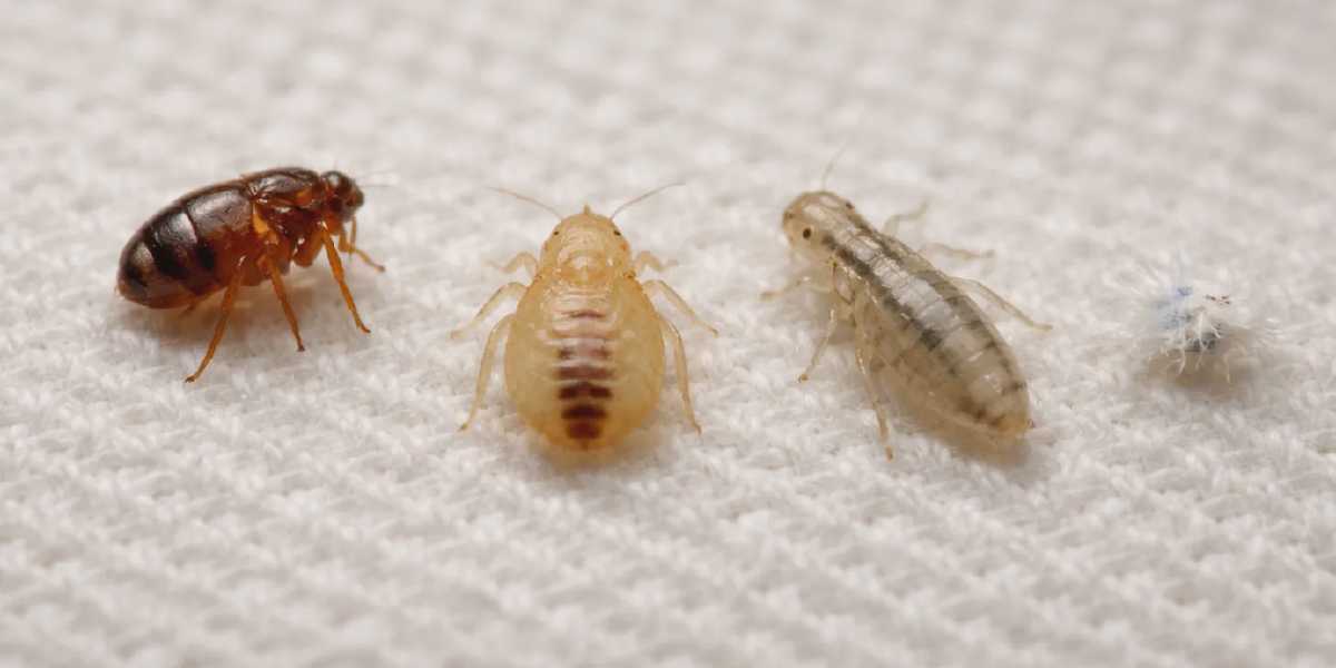 What Do Baby Bed Bugs Get Mistaken For? Expert Identification Guide