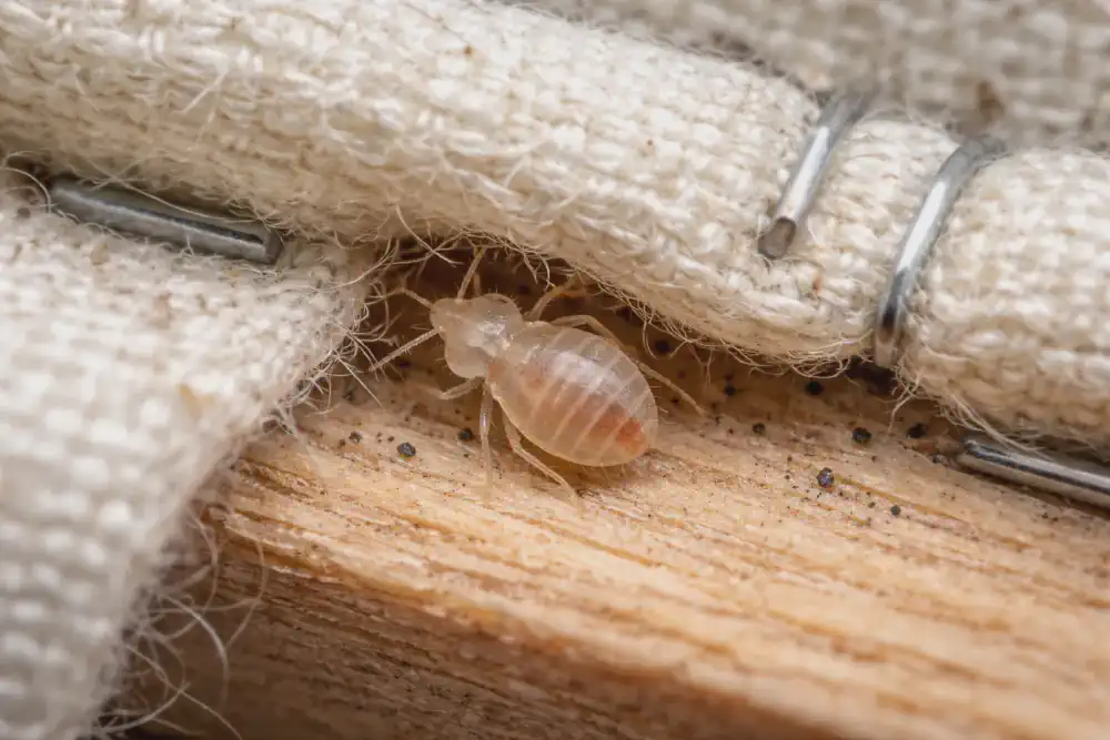Translucent bed bug nymph tucked into a box spring fabric fold near staples