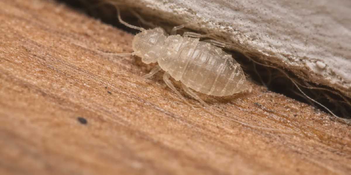 Bed Bug Shells in House: What It Means and Where to Look Next