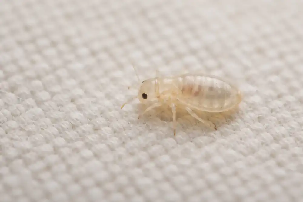 pale translucent baby bed bug nymph difficult to see on fabric