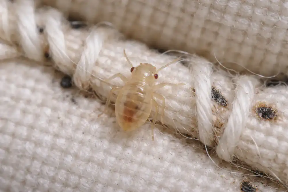 tiny translucent first instar baby bed bug on mattress seam