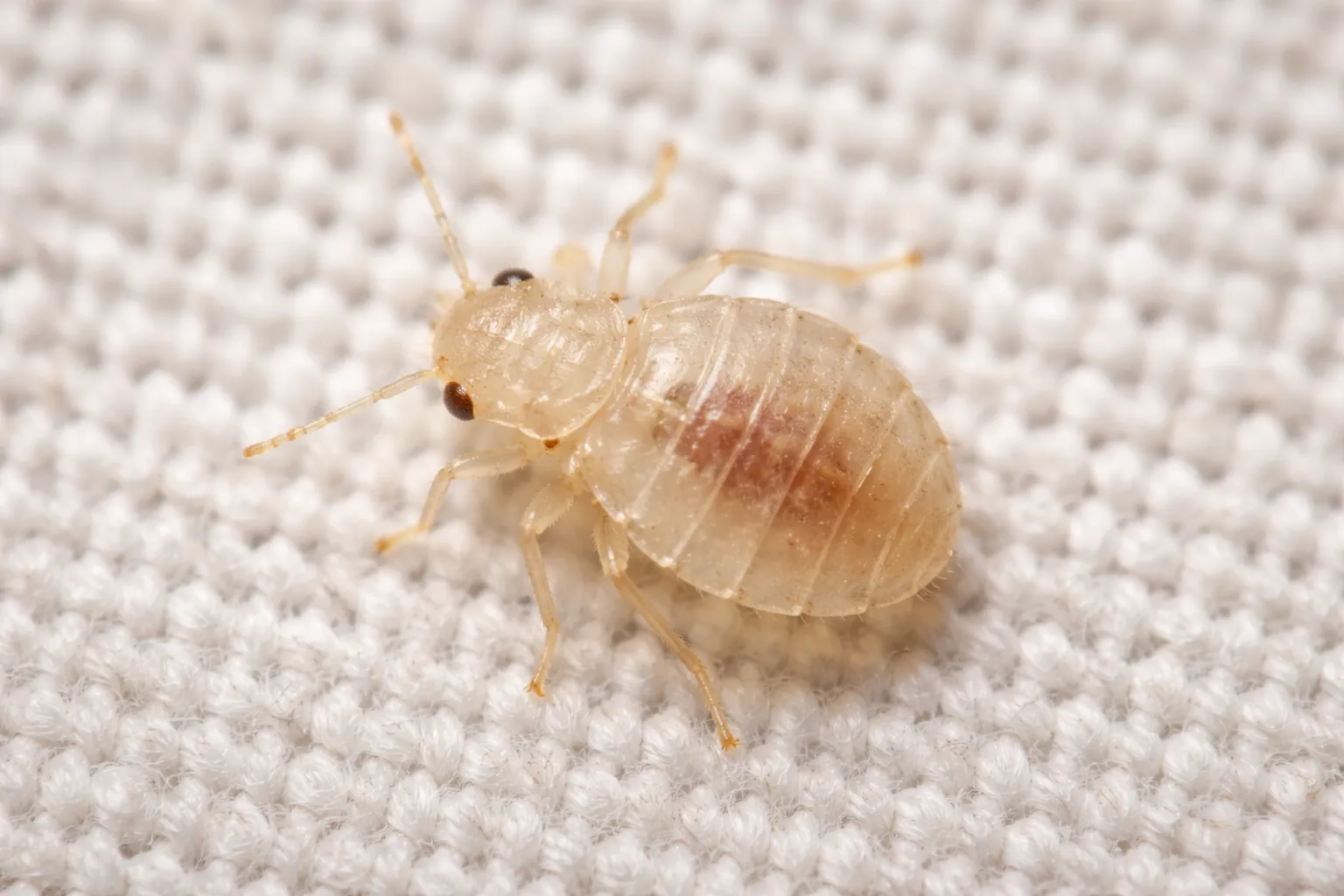 baby bed bug instar stages from first to fifth nymph