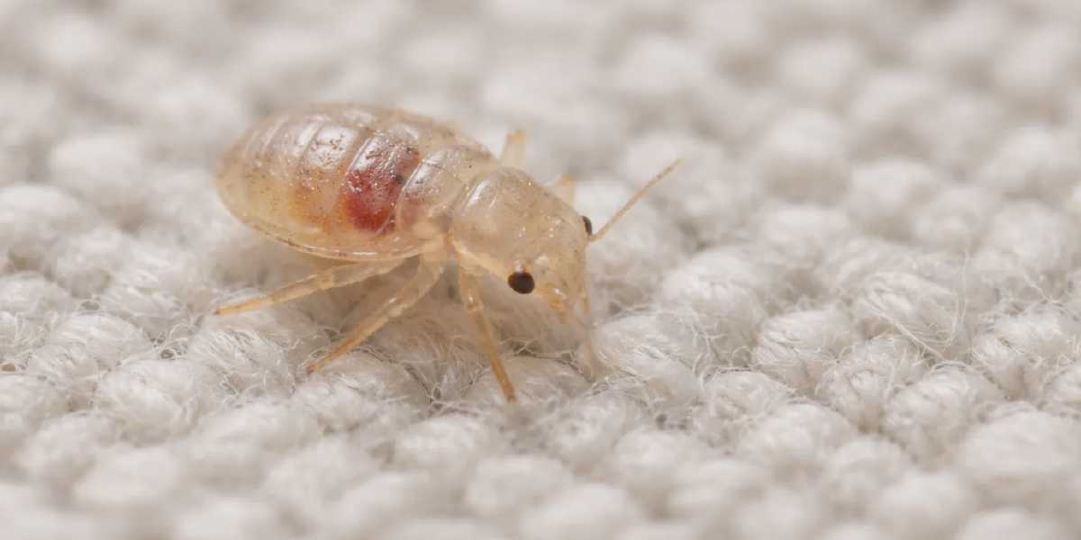 Do Baby Bed Bugs Move? What Nymph Movement Really Looks Like