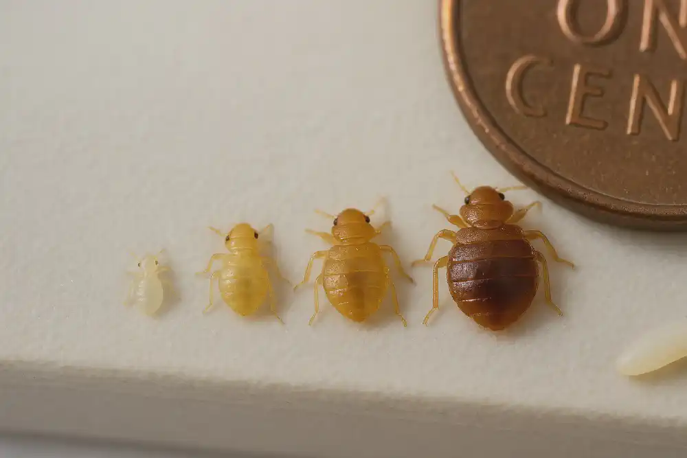 Realistic image showing three baby bed bug nymphs at different sizes, from 1.5mm to 4.5mm, representing infestation progression stages.