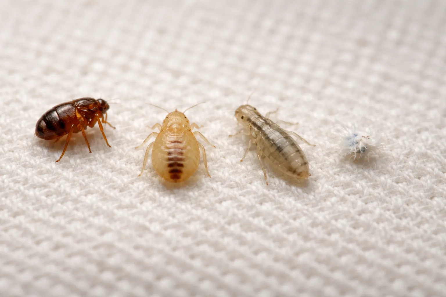 Common insects mistaken for baby bed bugs